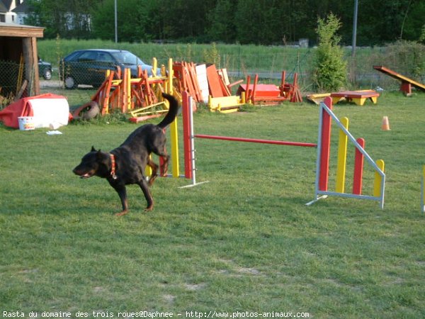 Photo de Berger de beauce