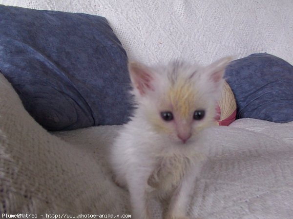 Photo de Chat domestique