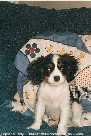 Photo de Cavalier king charles spaniel