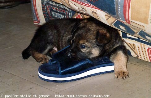 Photo de Labrador retriever