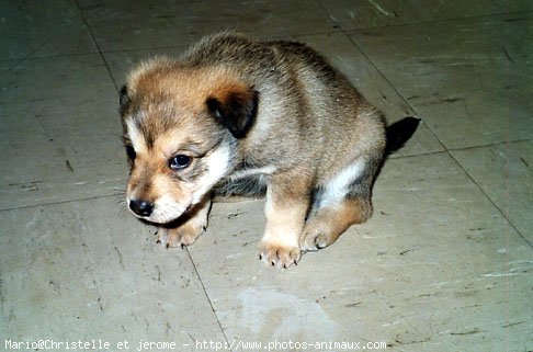 Photo de Labrador retriever