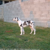 Photo de Dogue allemand