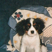 Photo de Cavalier king charles spaniel