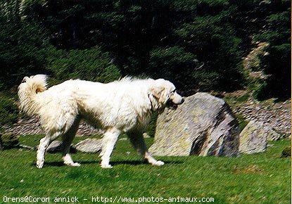 Photo de Chien de montagne des pyrnes