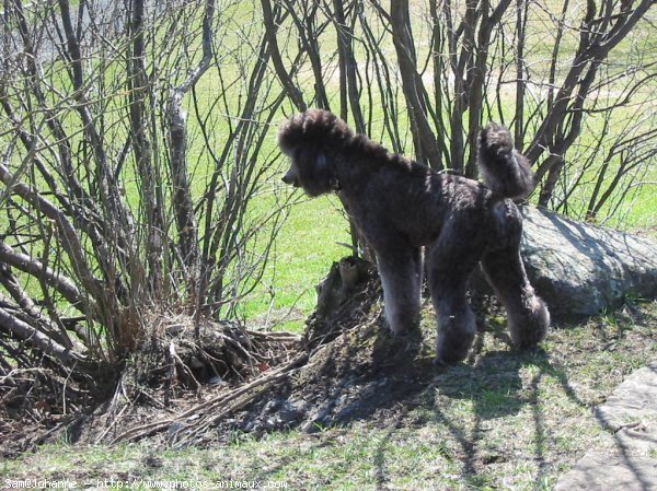 Photo de Caniche moyen