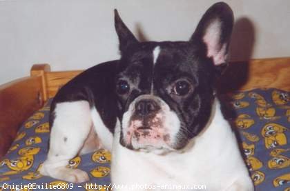 Photo de Bouledogue franais