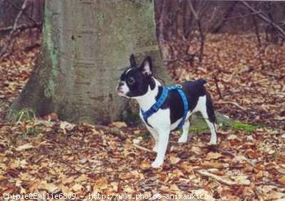 Photo de Bouledogue franais