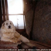 Photo de Chien de montagne des pyrnes