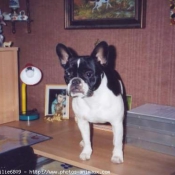 Photo de Bouledogue franais