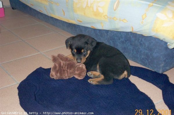 Photo de Rottweiler