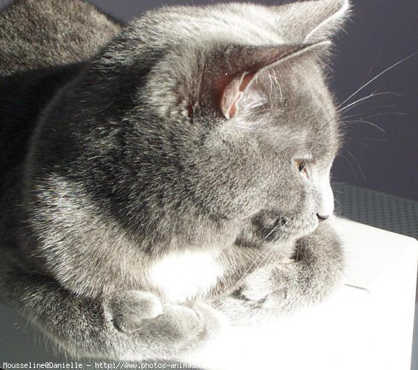 Photo de Chartreux