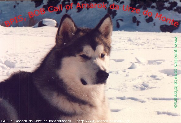 Photo de Malamute de l'alaska