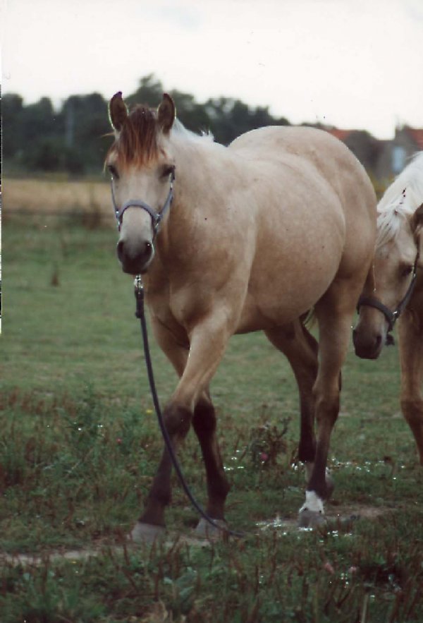 Photo de Quarter horse