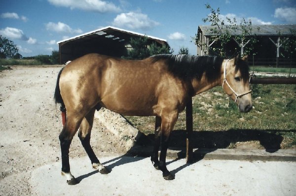 Photo de Quarter horse