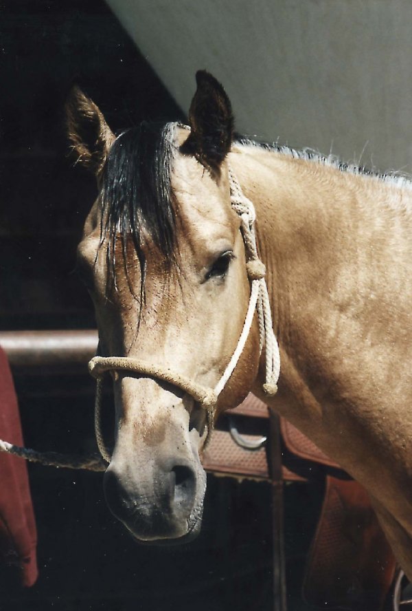 Photo de Quarter horse