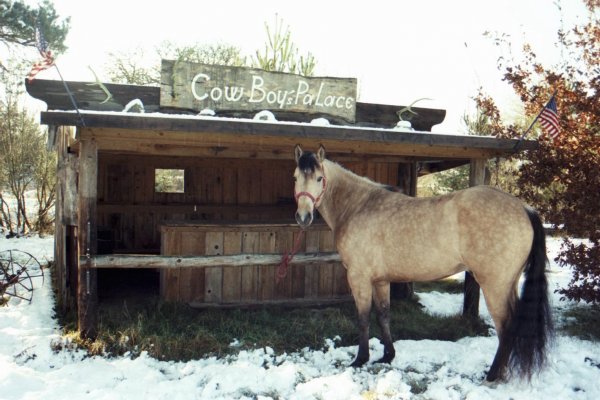 Photo de Quarter horse