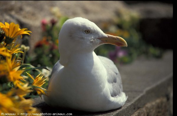 Photo de Mouette