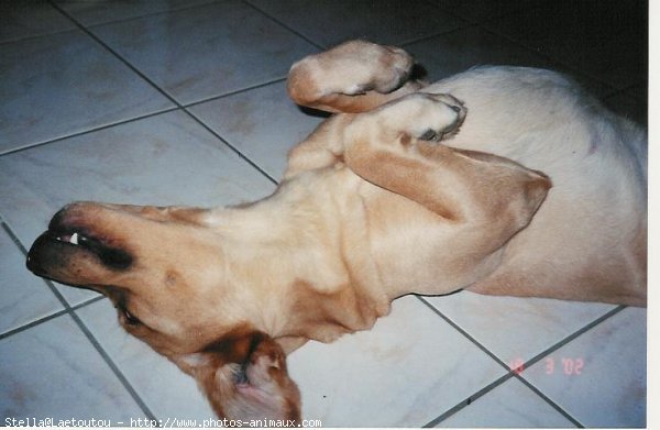 Photo de Labrador retriever