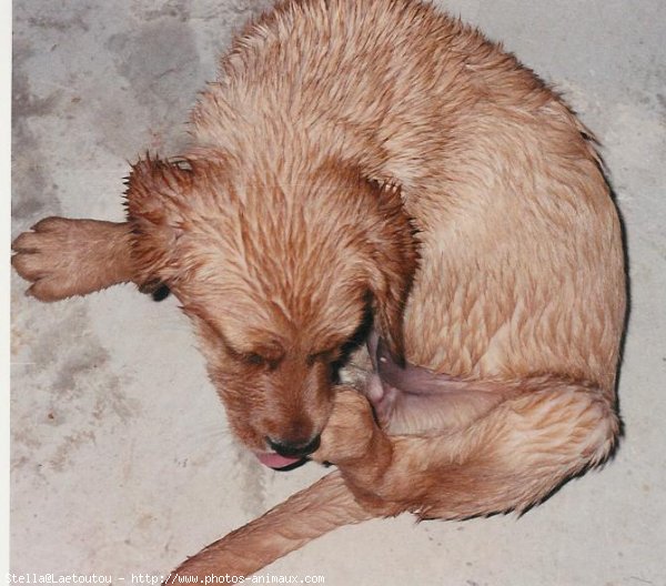 Photo de Labrador retriever