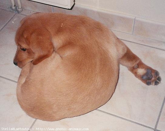 Photo de Labrador retriever