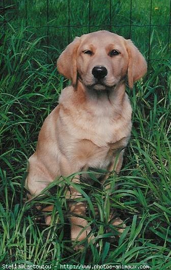 Photo de Labrador retriever