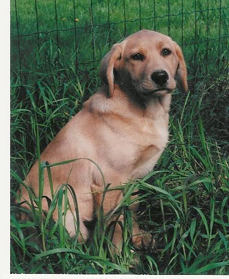 Photo de Labrador retriever