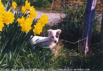 Photo de Jack russell terrier