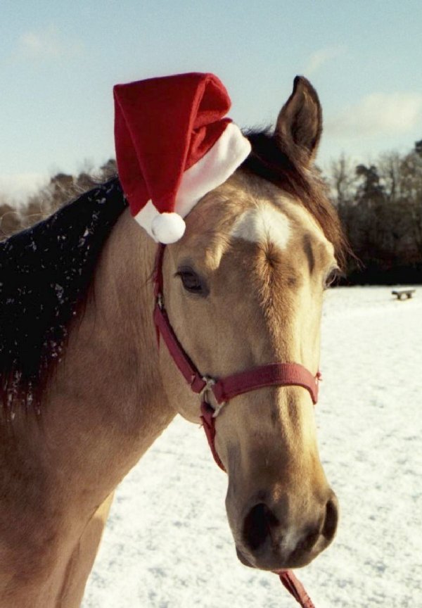 Photo de Quarter horse