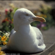 Photo de Mouette