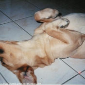 Photo de Labrador retriever