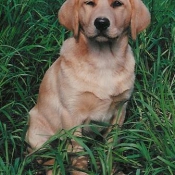 Photo de Labrador retriever