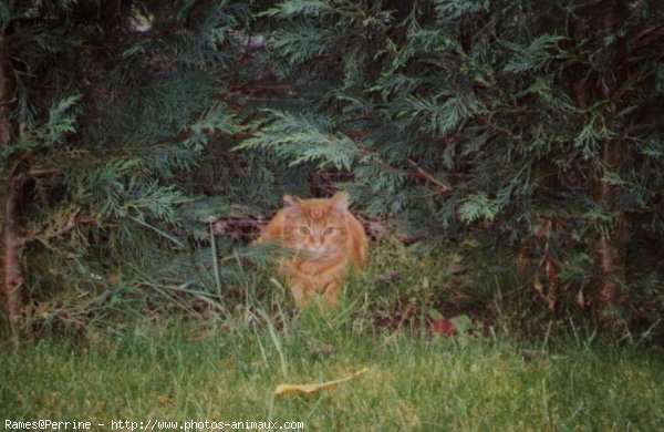 Photo de Chat domestique