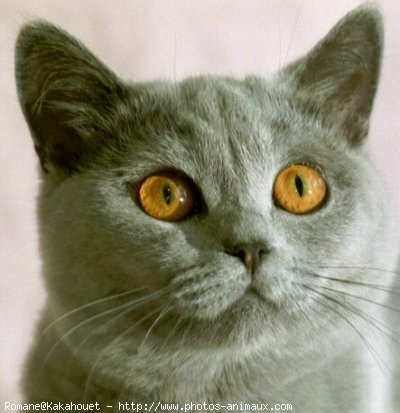 Photo de British shorthair