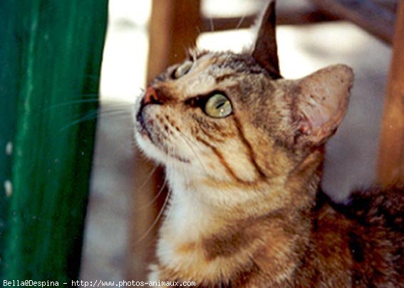 Photo de Chat domestique