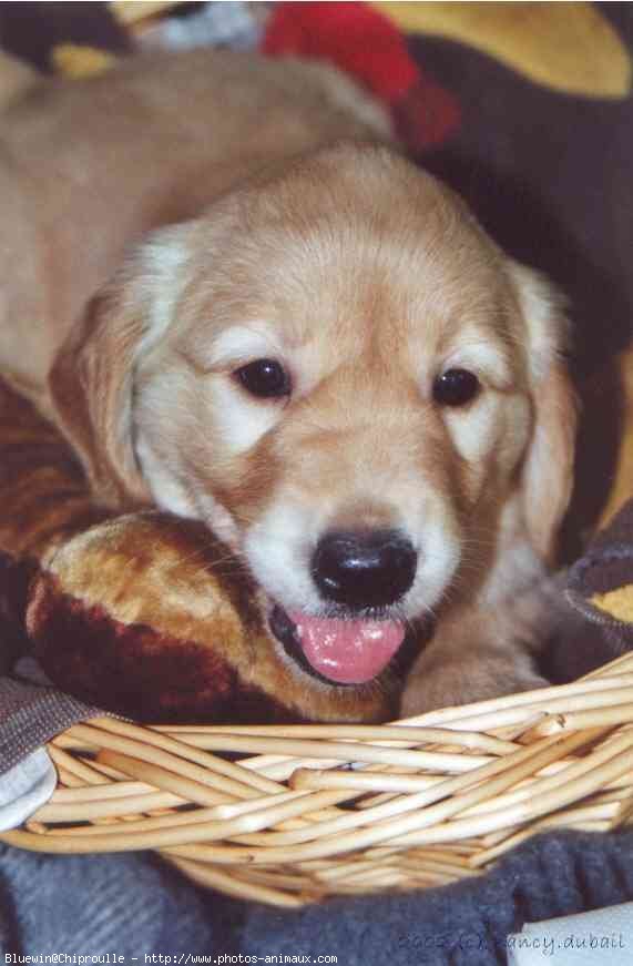 Photo de Golden retriever