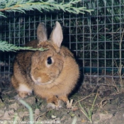 Photo de Lapin