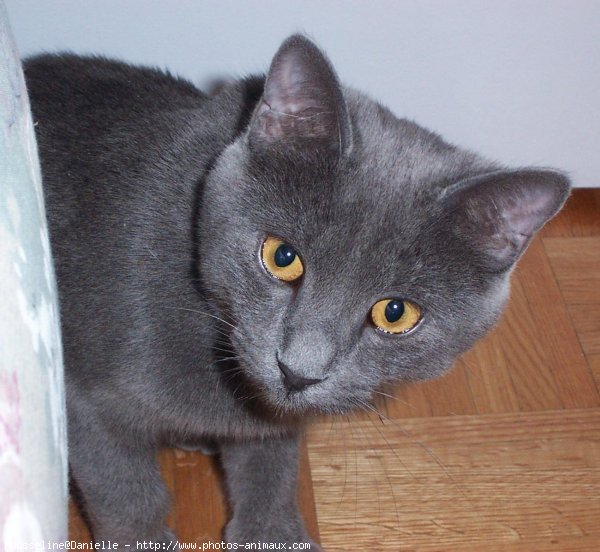 Photo de Chartreux