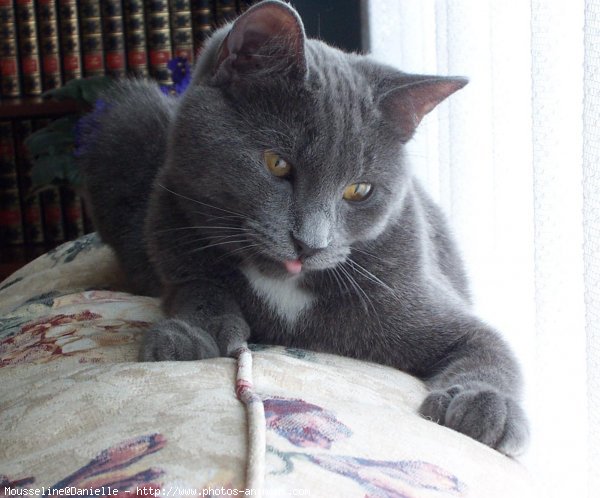 Photo de Chartreux