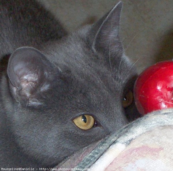 Photo de Chartreux