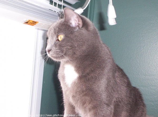 Photo de Chartreux