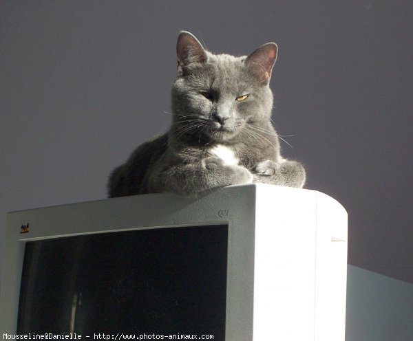 Photo de Chartreux