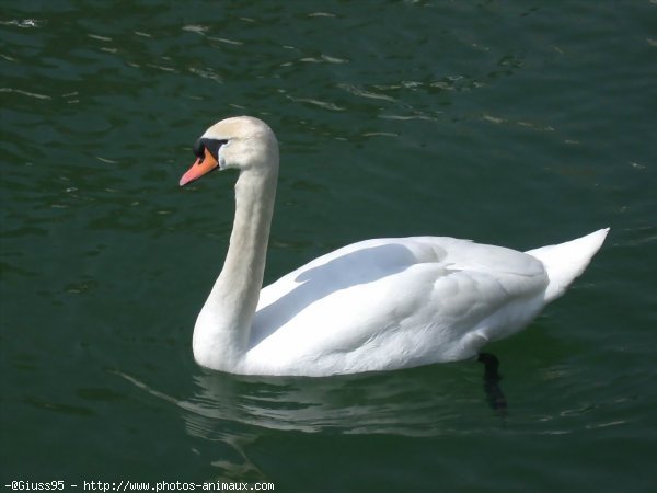 Photo de Cygne