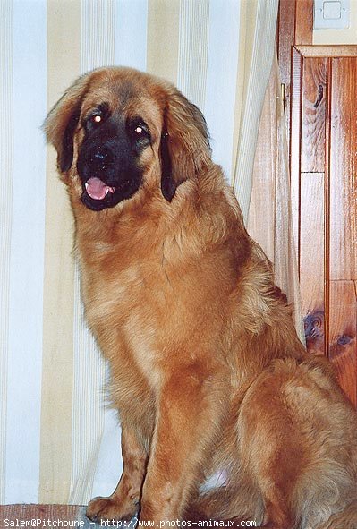 Photo de Leonberg