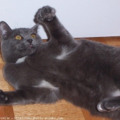 Photo de Chartreux