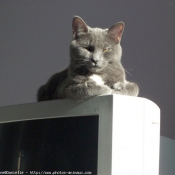 Photo de Chartreux