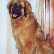 Photo de Leonberg