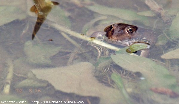 Photo de Grenouille