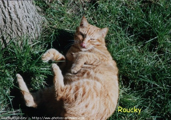 Photo de Chat domestique