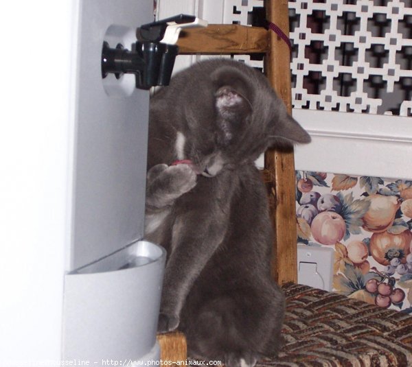 Photo de Chartreux