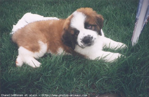 Photo de Saint-bernard poil long